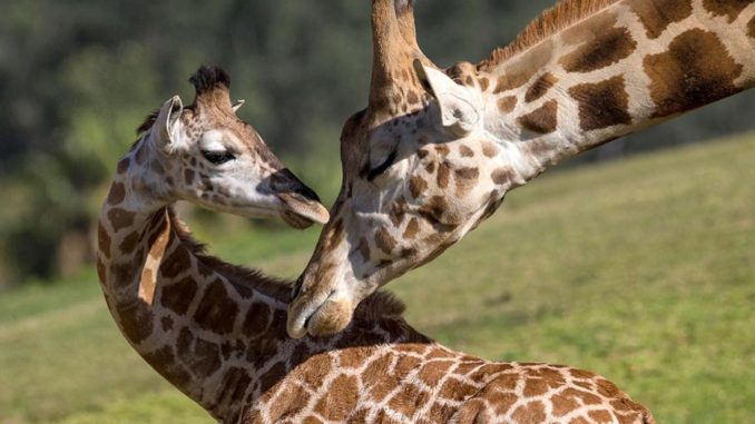 giraffes_hero
