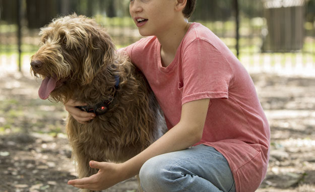 thinklikeadog