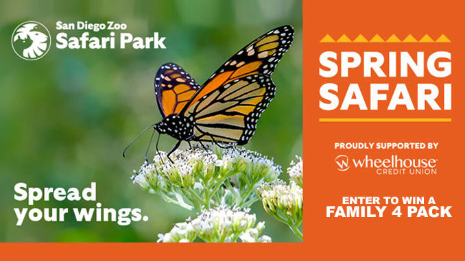 SDZSP-SPRING-SAFARI-678X381